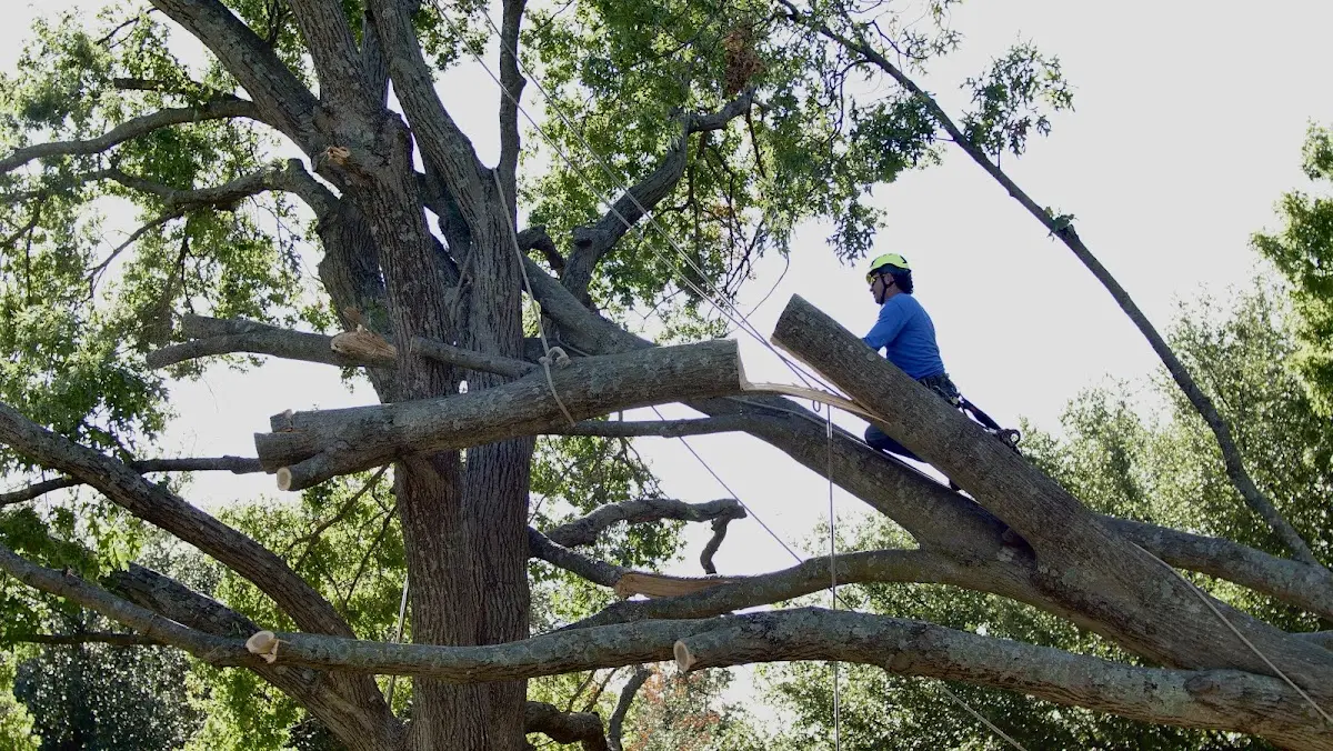 Professional Crown Thinning performed by certified arborists in Litchfield