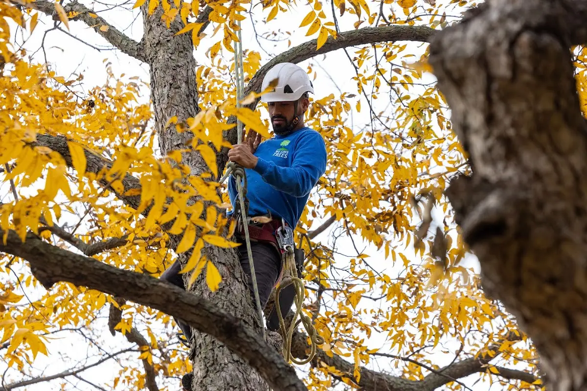 Skilled Emergency Tree Service crew working in Litchfield